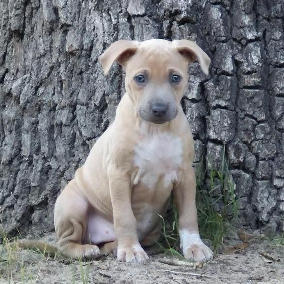 Enlarge Monstera, a Adoptable mixed breed in Ocala, FL image 1/5