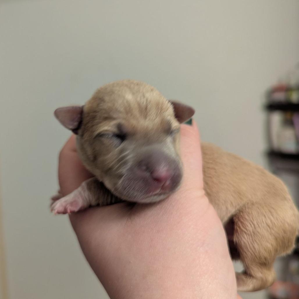 Enlarge Monstera, a Adoptable mixed breed in Ocala, FL image 5/5