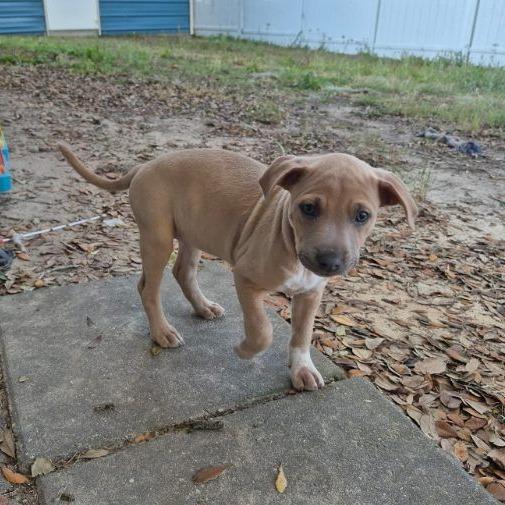 Enlarge Monstera, a Adoptable mixed breed in Ocala, FL image 2/5