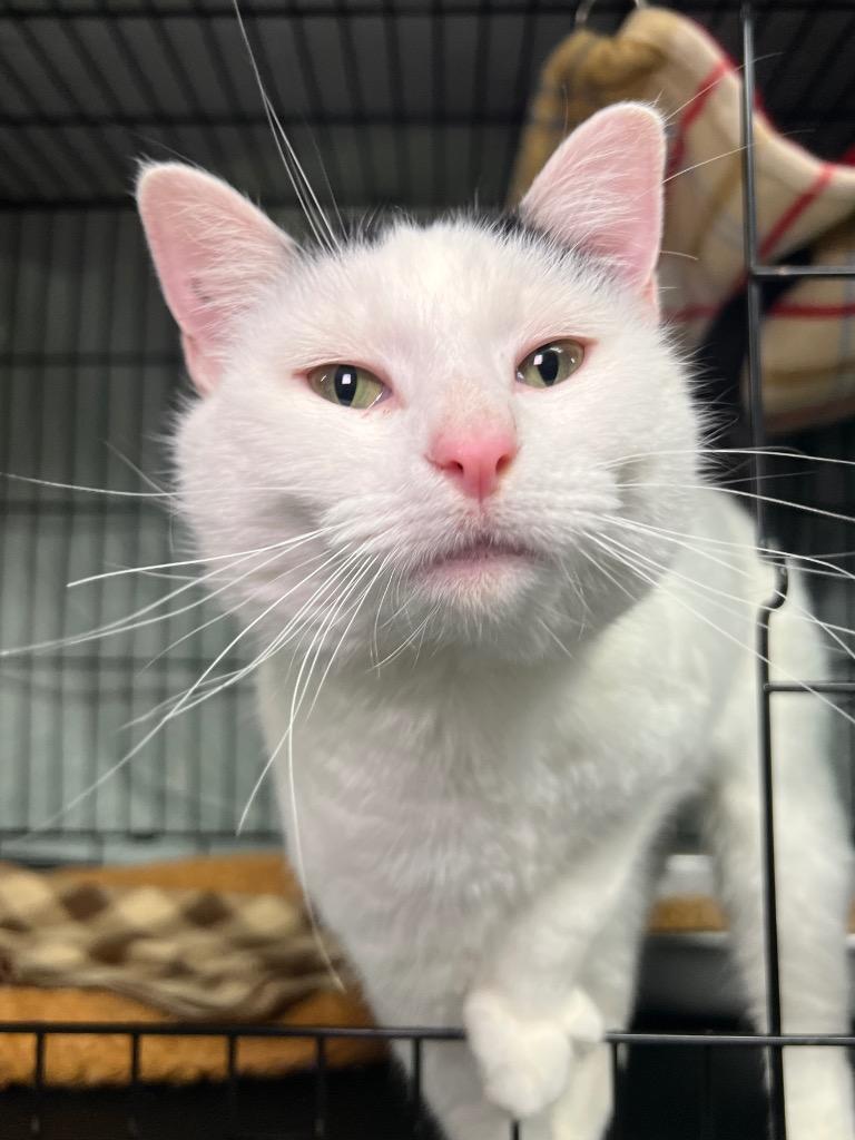 Chester, Adoptable, Adult Male Domestic Short Hair.