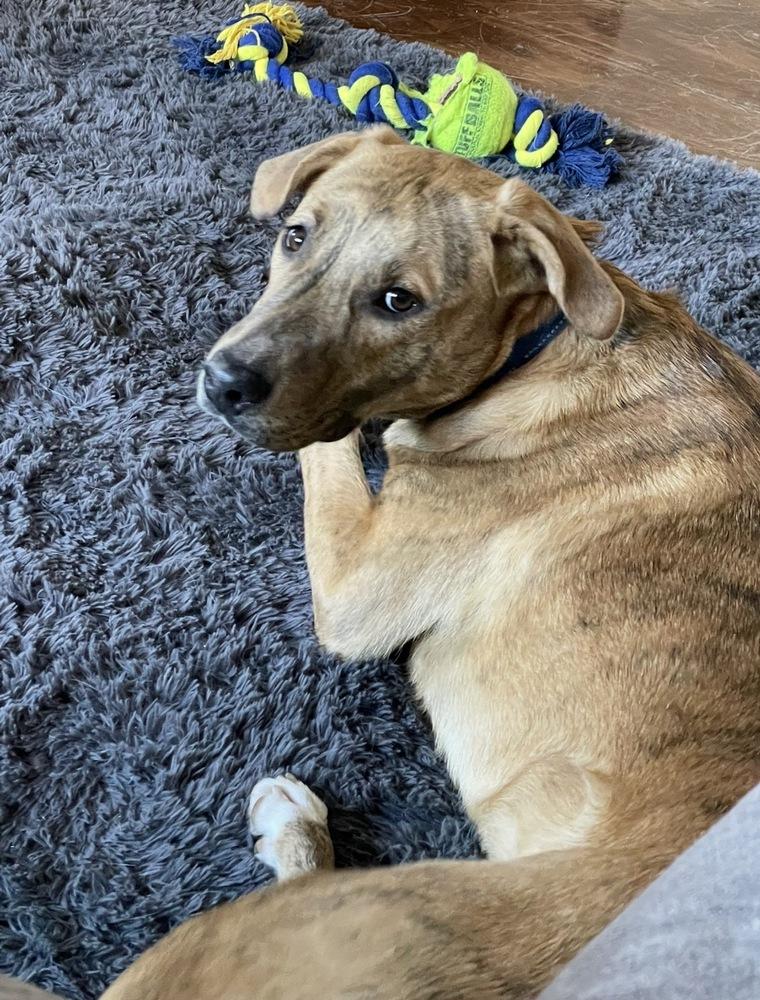 Tucker (was Hoglin), a Adoptable mixed breed in Coldwater, MI image 2/6