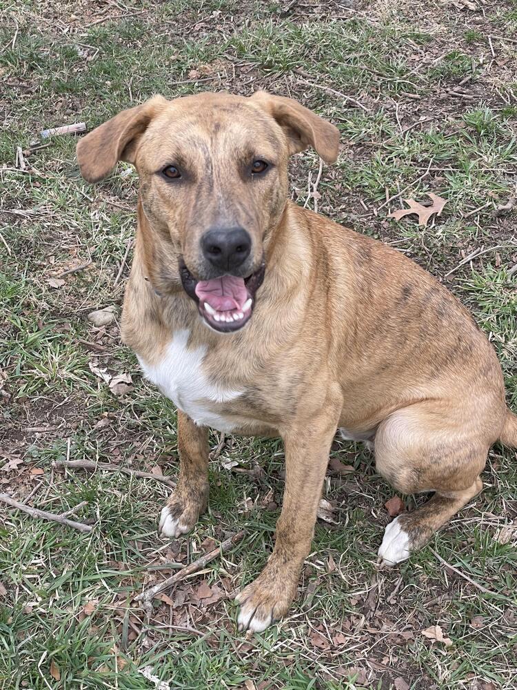 Enlarge Tucker (was Hoglin) - GRADUATE, a Adoptable mixed breed in Coldwater, MI image 1/6