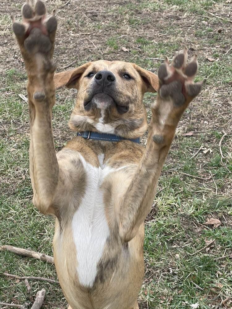 Enlarge Tucker (was Hoglin) - GRADUATE, a Adoptable mixed breed in Coldwater, MI image 2/6