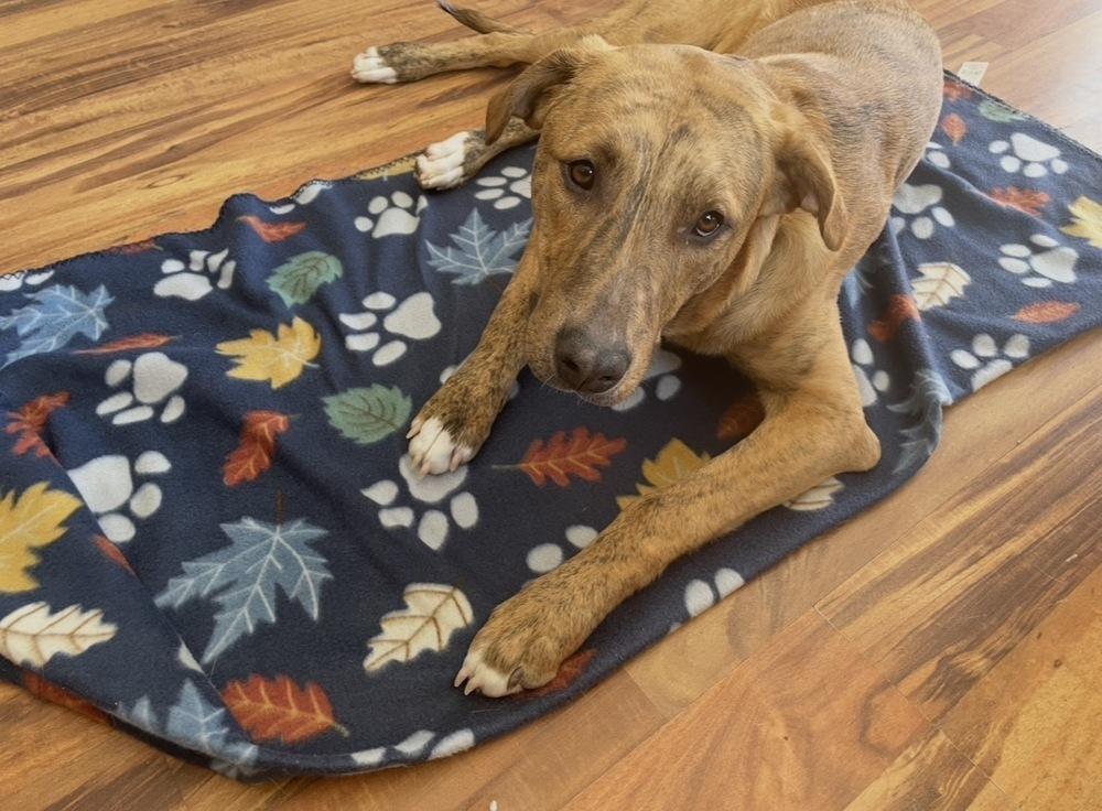 Tucker (was Hoglin), a Adoptable mixed breed in Coldwater, MI image 3/6