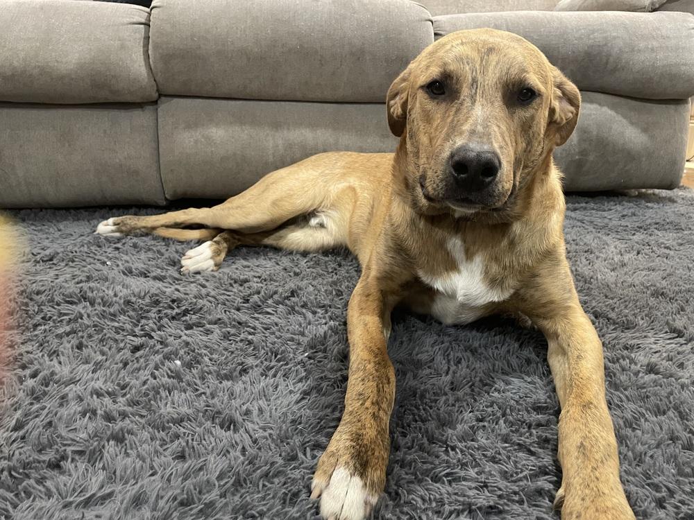 Tucker (was Hoglin), a Adoptable mixed breed in Coldwater, MI image 4/6