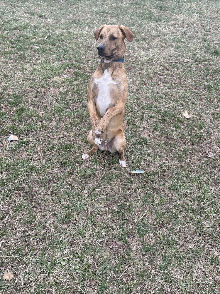 Enlarge Tucker (was Hoglin) - GRADUATE, a Adoptable mixed breed in Coldwater, MI image 3/6