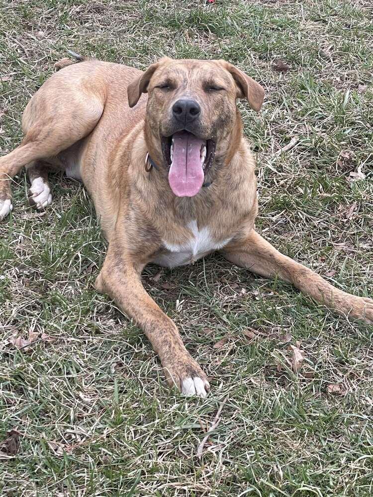 Enlarge Tucker (was Hoglin) - GRADUATE, a Adoptable mixed breed in Coldwater, MI image 5/6