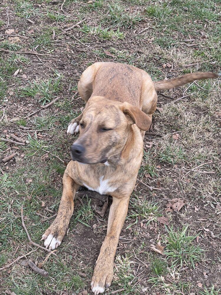 Enlarge Tucker (was Hoglin) - GRADUATE, a Adoptable mixed breed in Coldwater, MI image 6/6