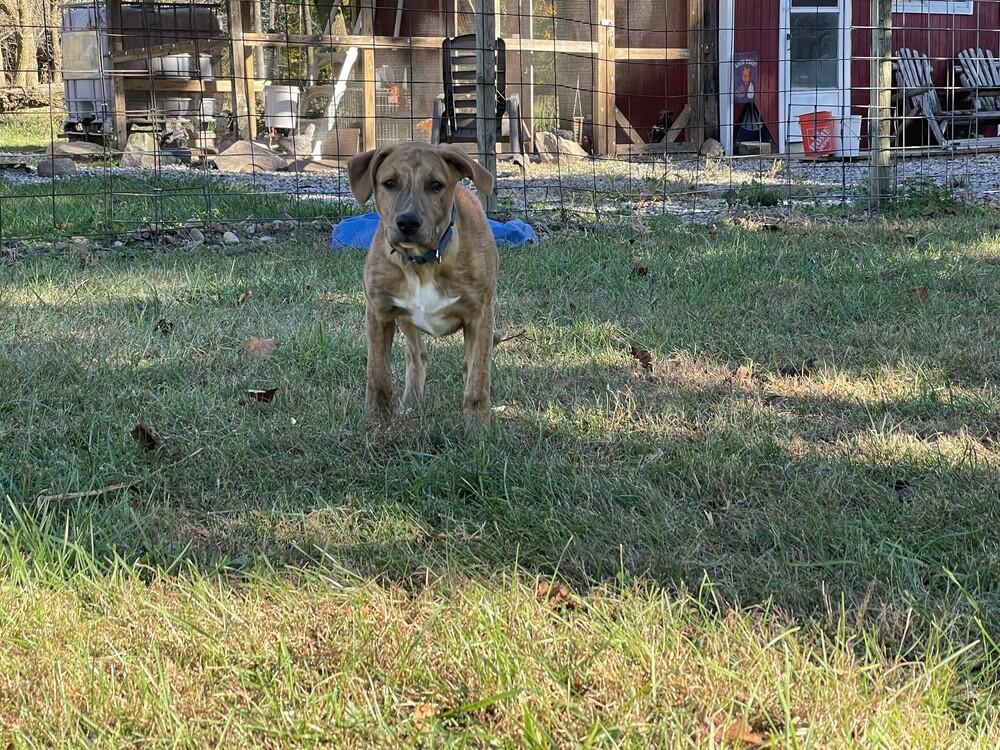 Tucker (was Hoglin), a Adoptable mixed breed in Coldwater, MI image 6/6