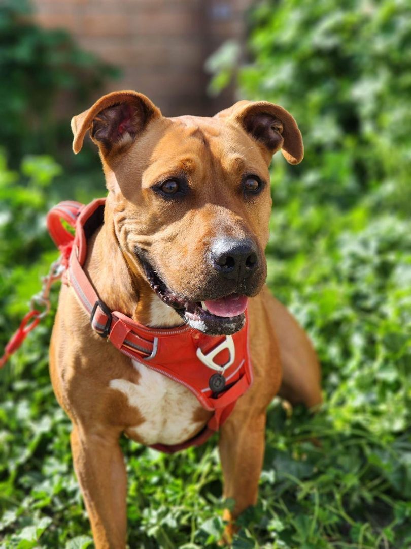Enlarge Wyatt, a Adoptable Pit Bull Terrier in Visalia, CA image 7/9