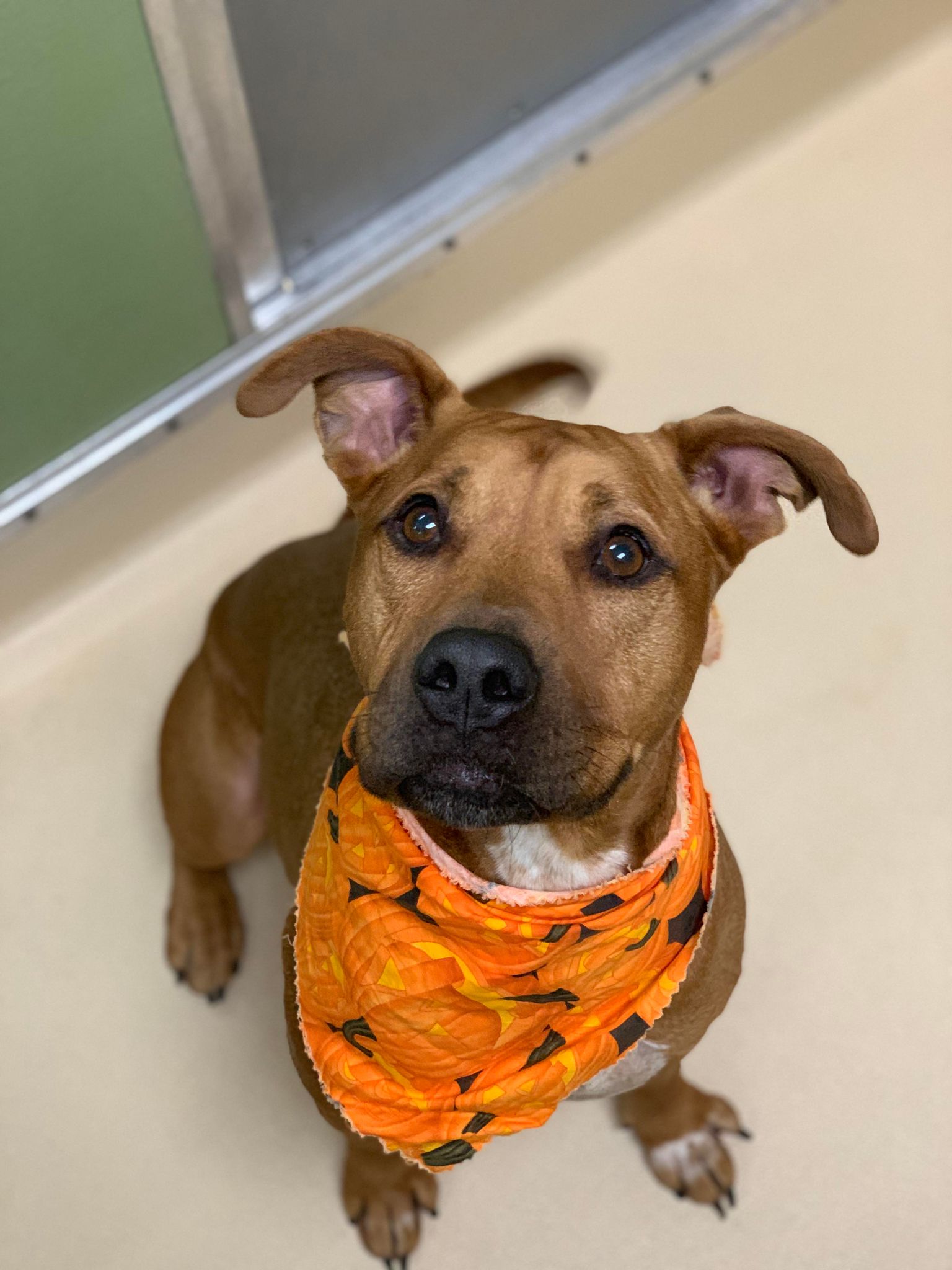 Wyatt, a Adoptable Pit Bull Terrier in Visalia, CA image 6/9