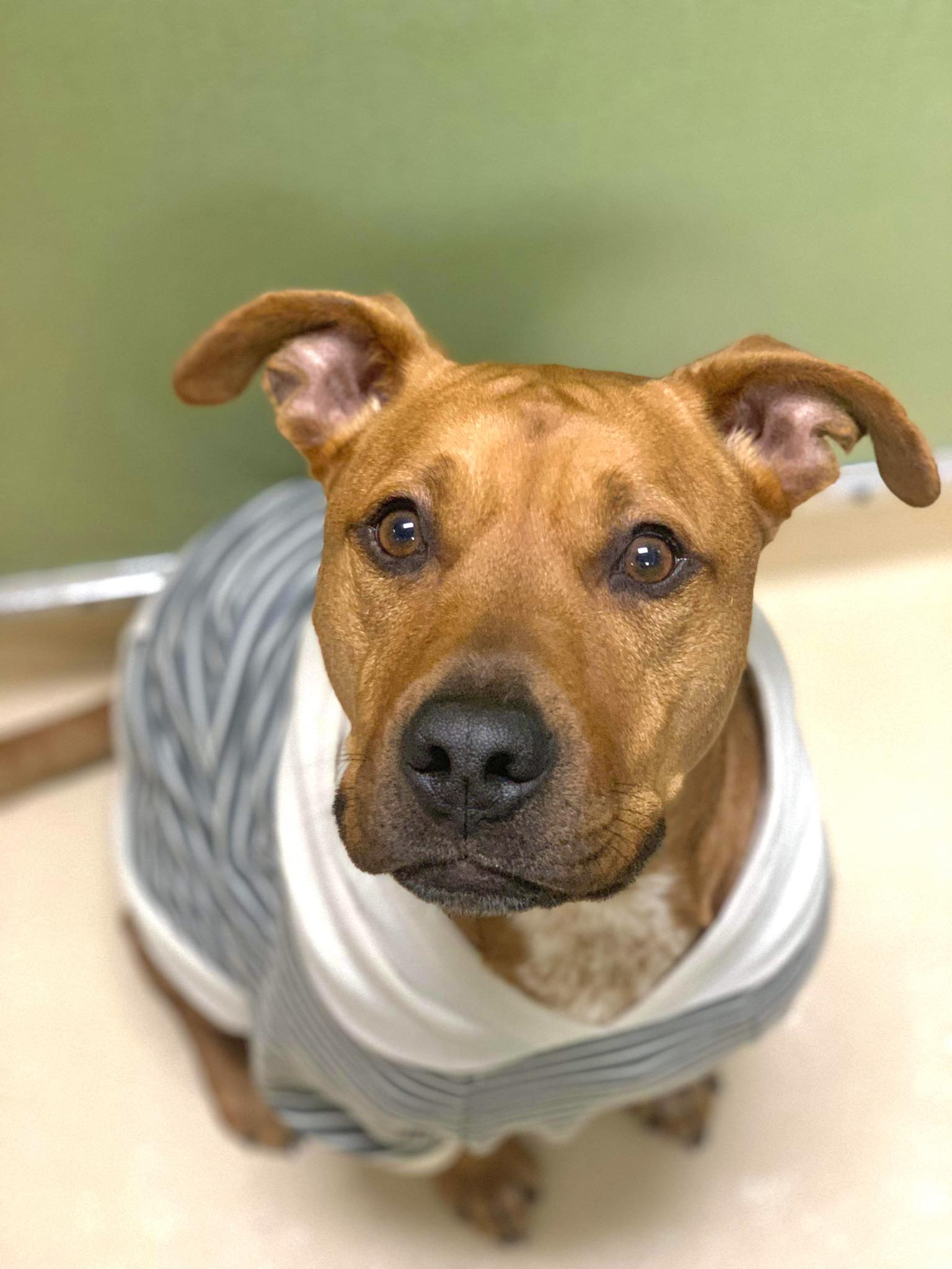 Wyatt, a Adoptable Pit Bull Terrier in Visalia, CA image 5/9