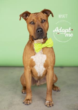 Enlarge Wyatt, a Adoptable Pit Bull Terrier in Visalia, CA image 9/9