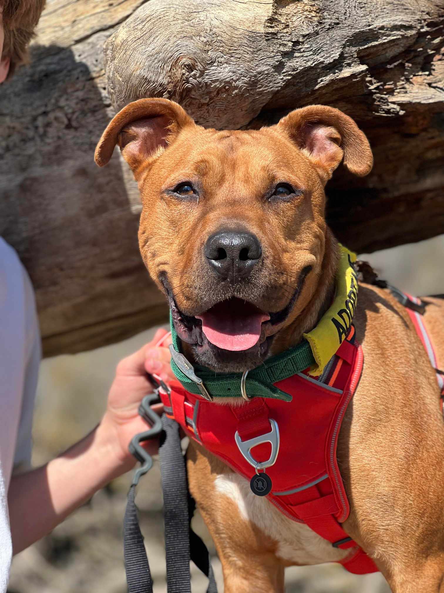 Wyatt, a Adoptable Pit Bull Terrier in Visalia, CA image 1/9