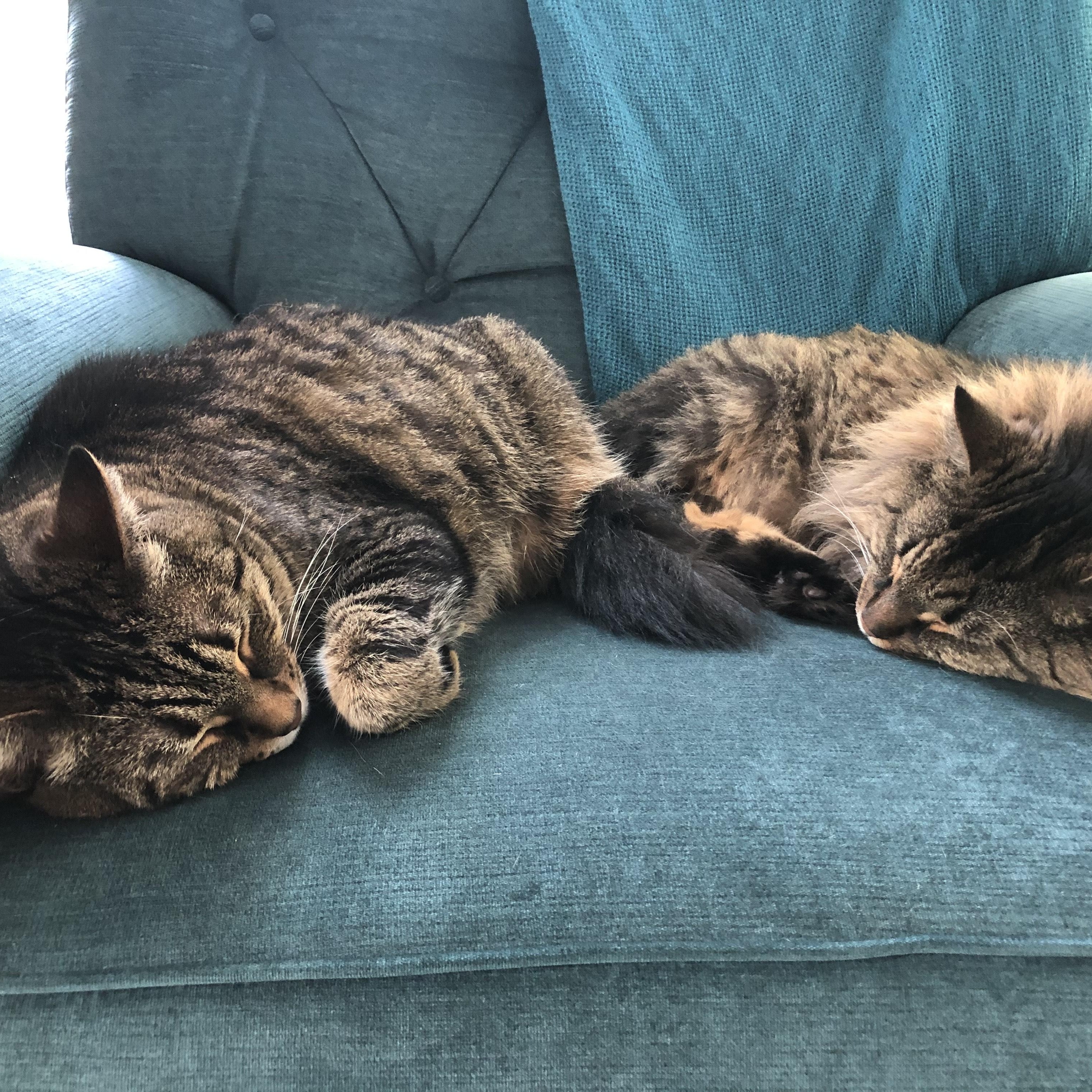 Enlarge Freddie - Bonded w/Toby, an adopted Domestic Short Hair in Rockford, MI image 6/6