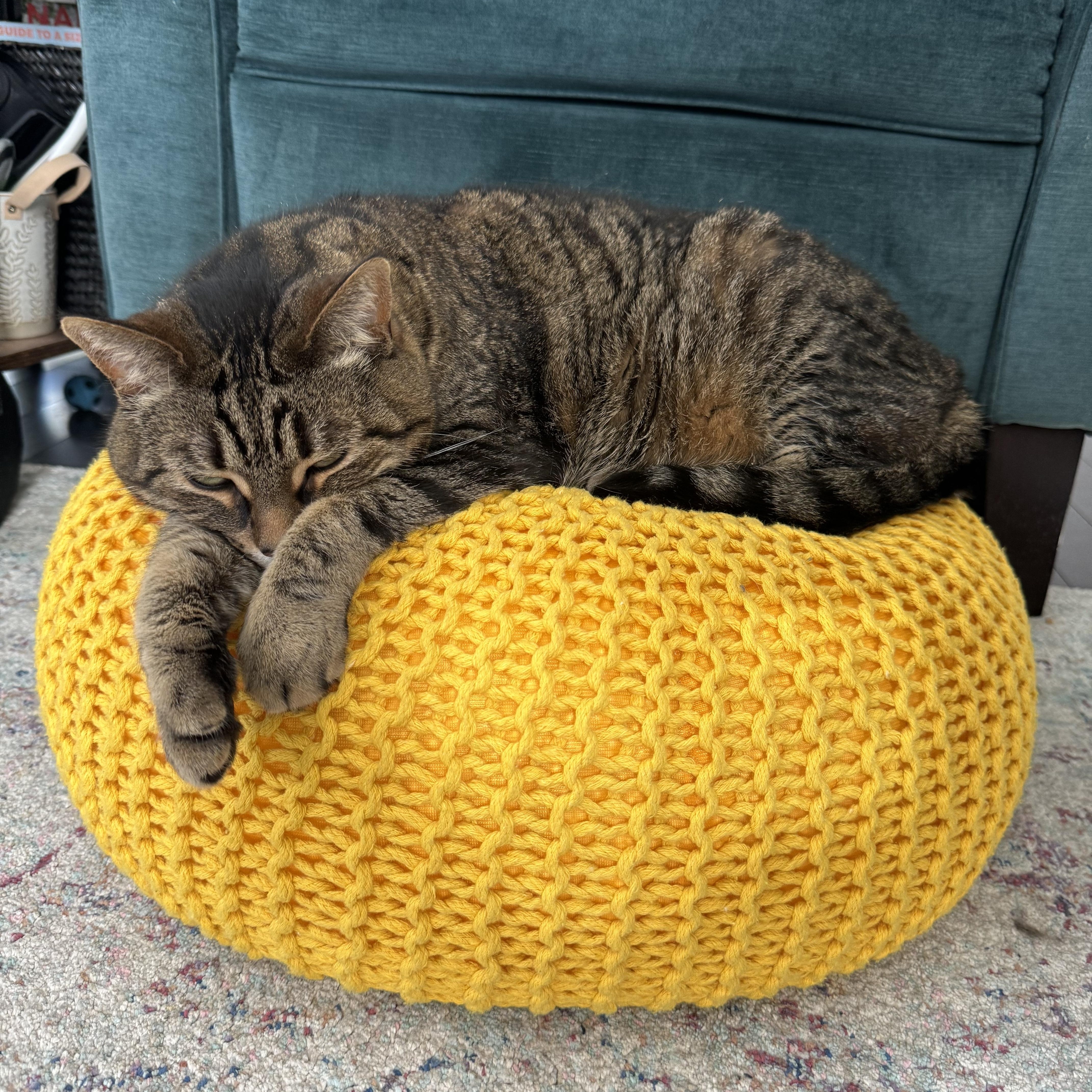 Enlarge Freddie - Bonded w/Toby, an adopted Domestic Short Hair in Rockford, MI image 4/6