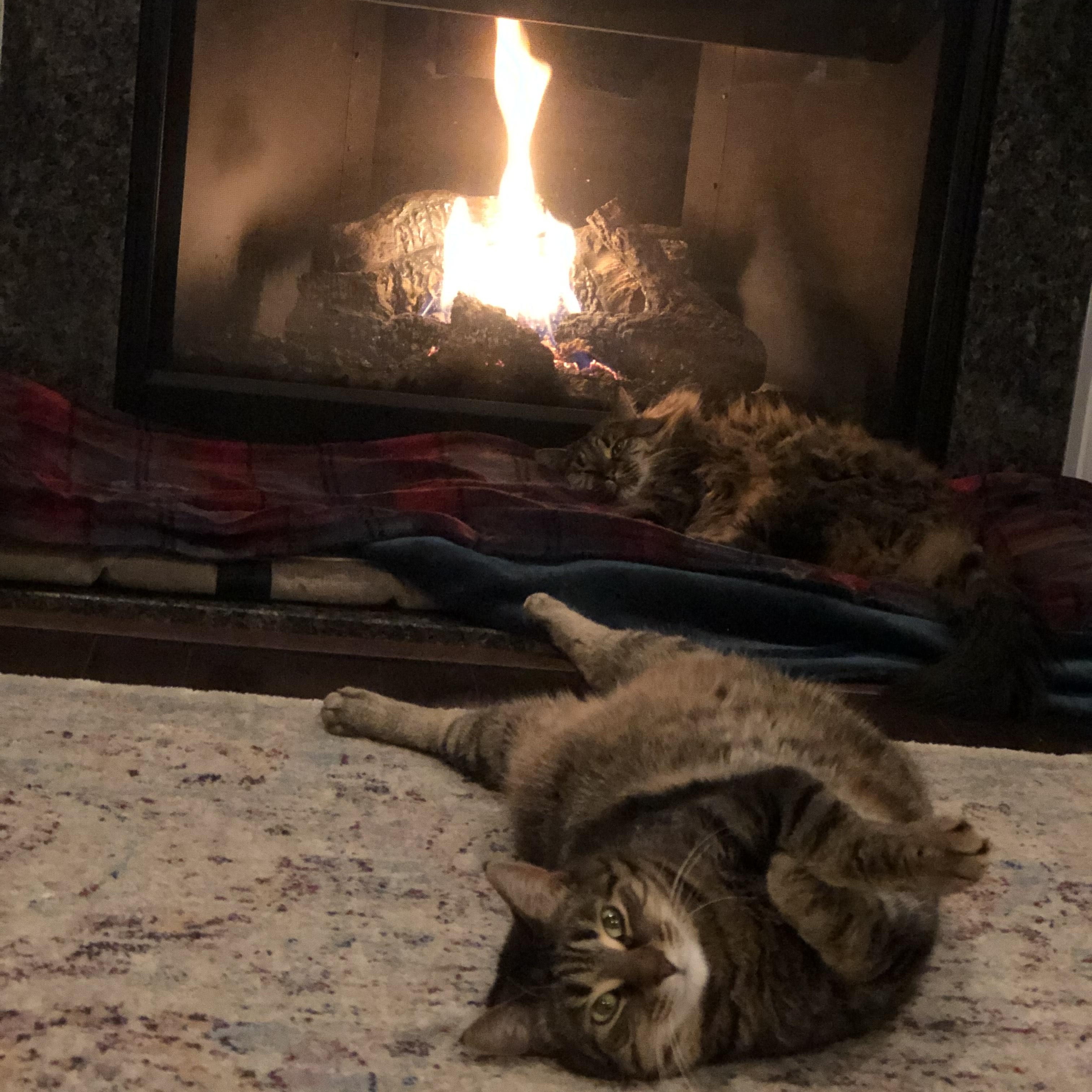 Enlarge Freddie - Bonded w/Toby, an adopted Domestic Short Hair in Rockford, MI image 2/6