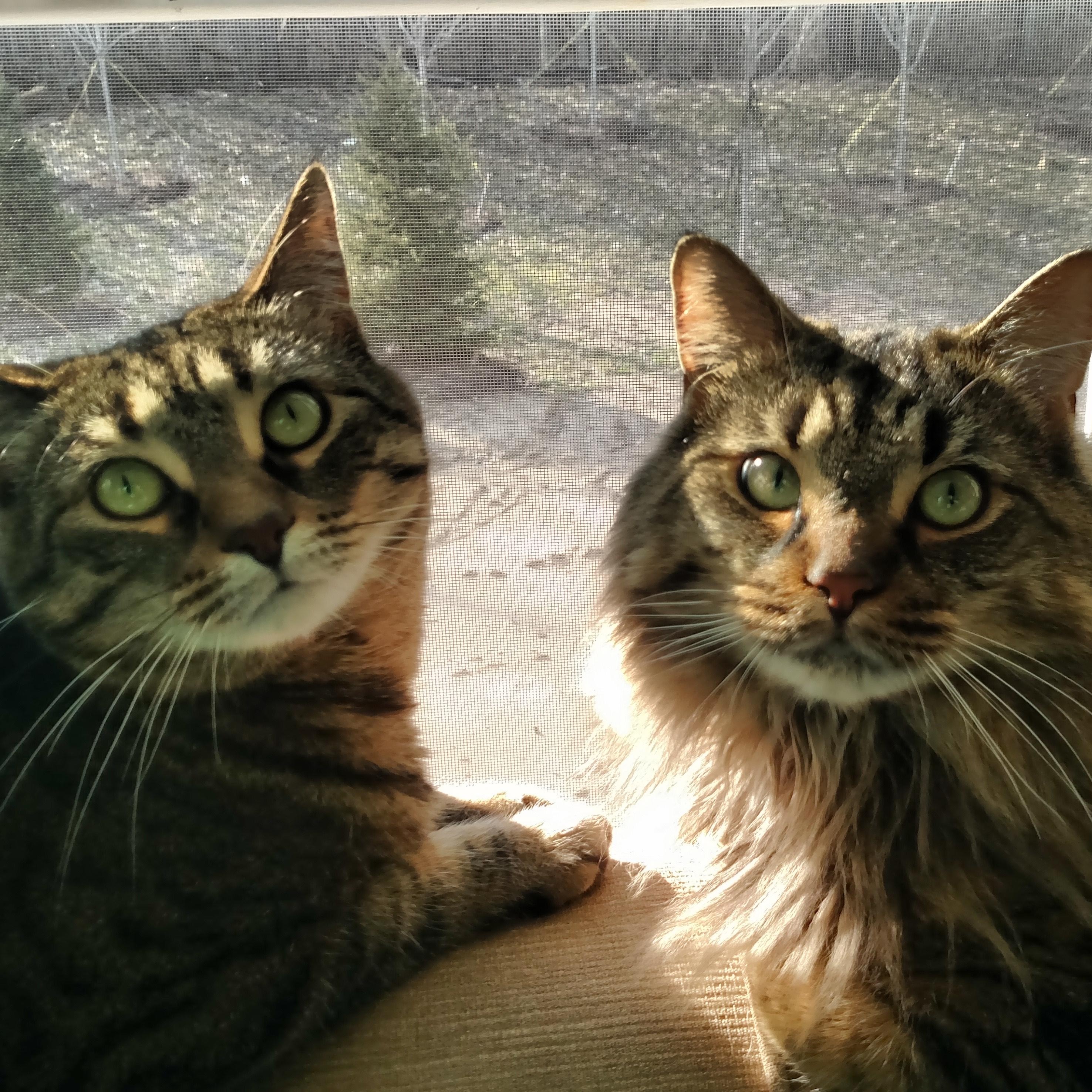 Enlarge Freddie - Bonded w/Toby, an adopted Domestic Short Hair in Rockford, MI image 3/6