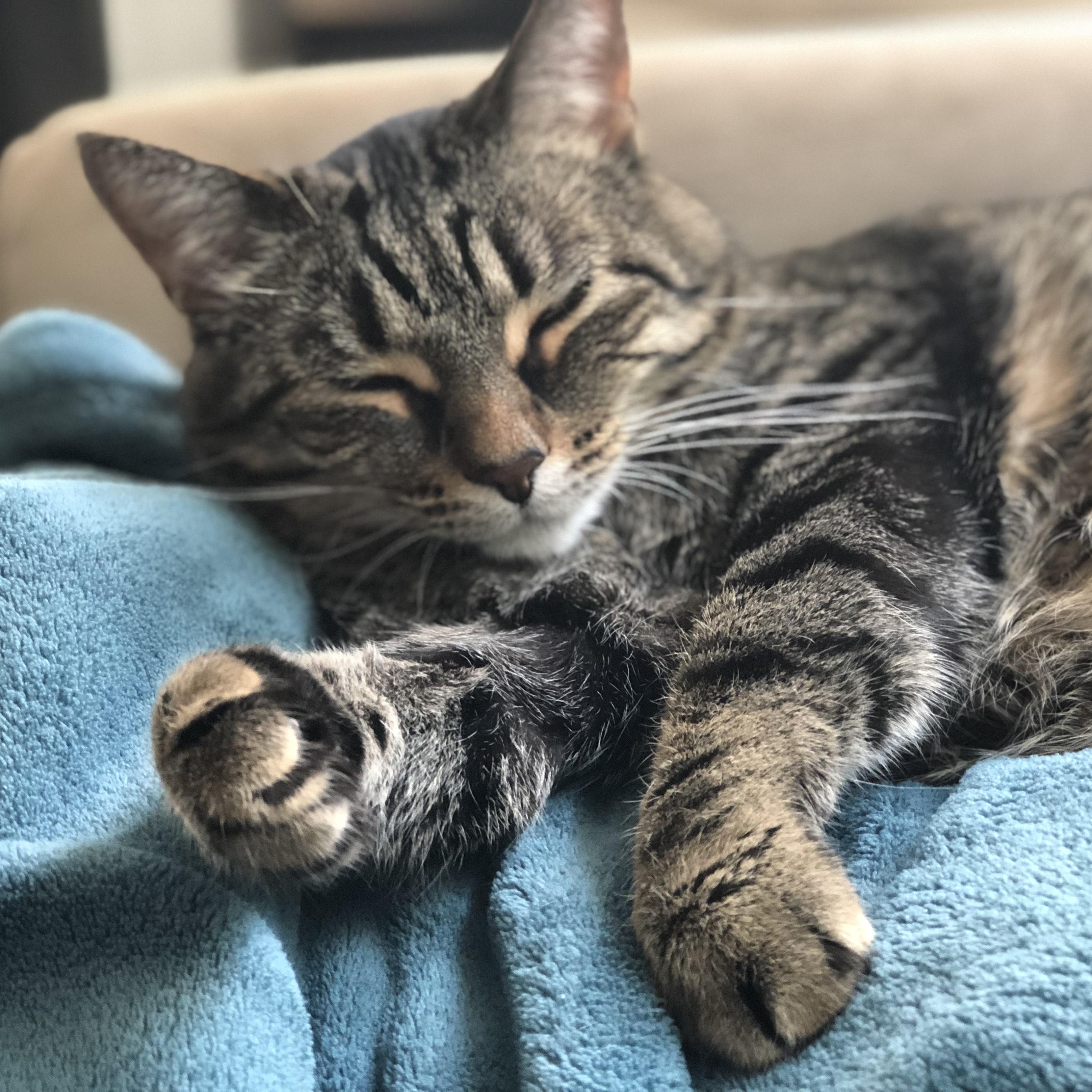 Enlarge Freddie - Bonded w/Toby, an adopted Domestic Short Hair in Rockford, MI image 5/6