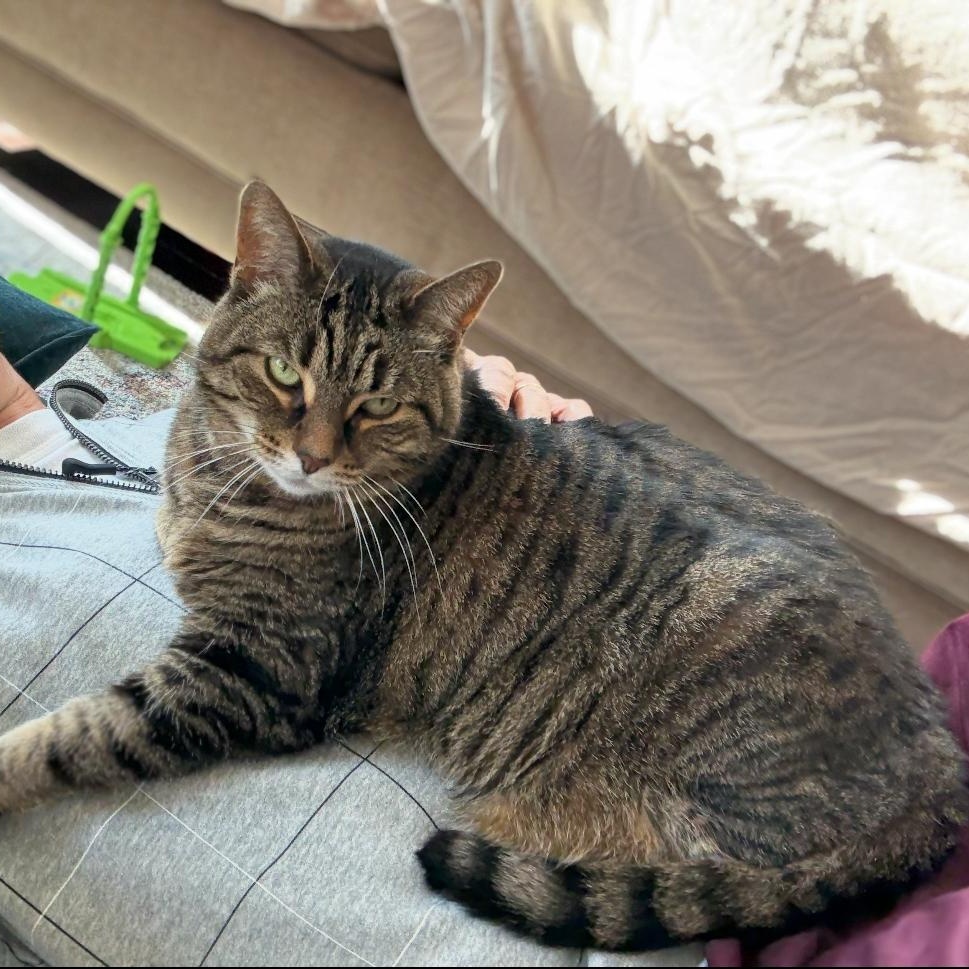 Enlarge Freddie - Bonded w/Toby, an adopted Domestic Short Hair in Rockford, MI image 1/6