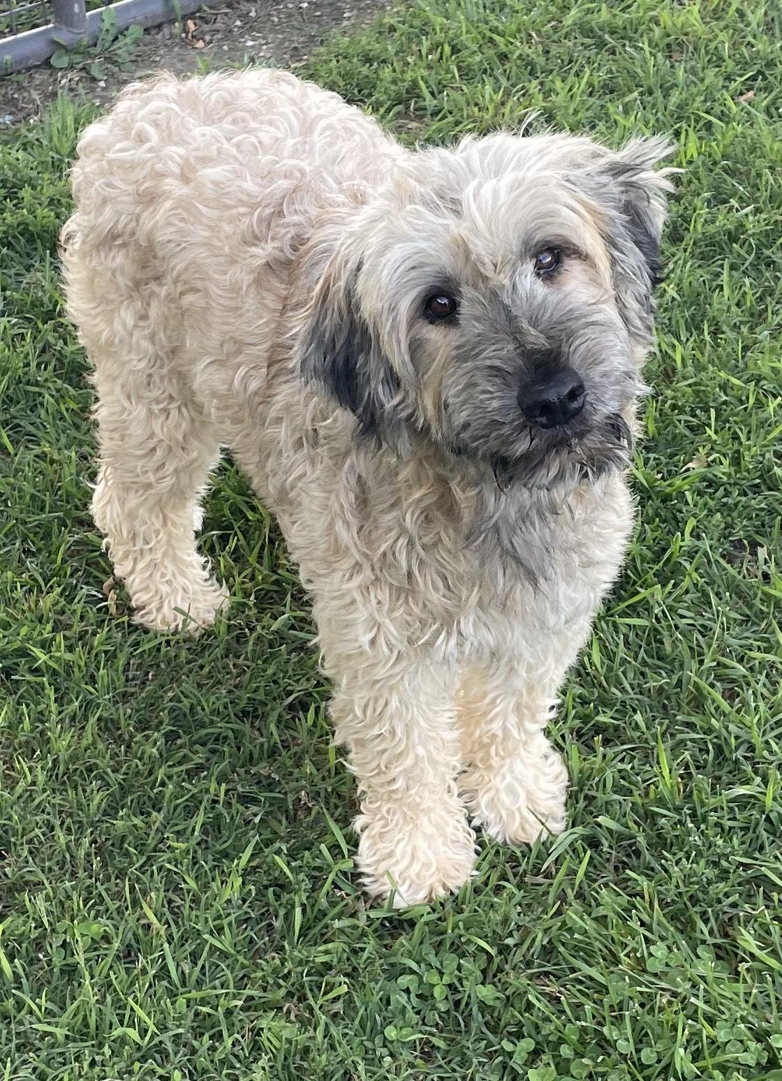 Lois, Young Female Wheaten Terrier