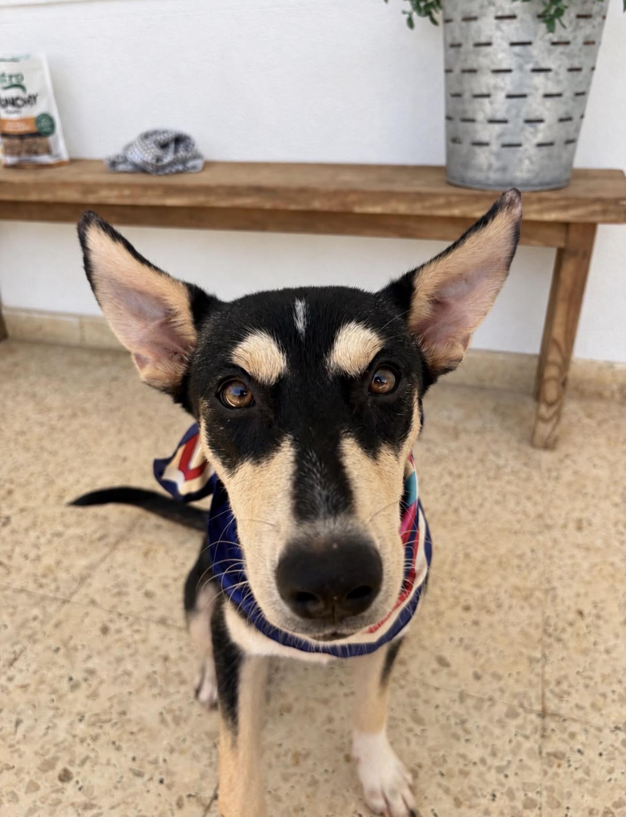 Enlarge KODA - smart, calm & sweet, a Adoptable mixed breed in Savannah, GA image 5/5