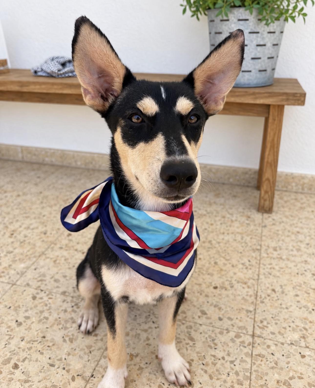 Enlarge KODA - smart, calm & sweet, a Adoptable mixed breed in Savannah, GA image 2/5