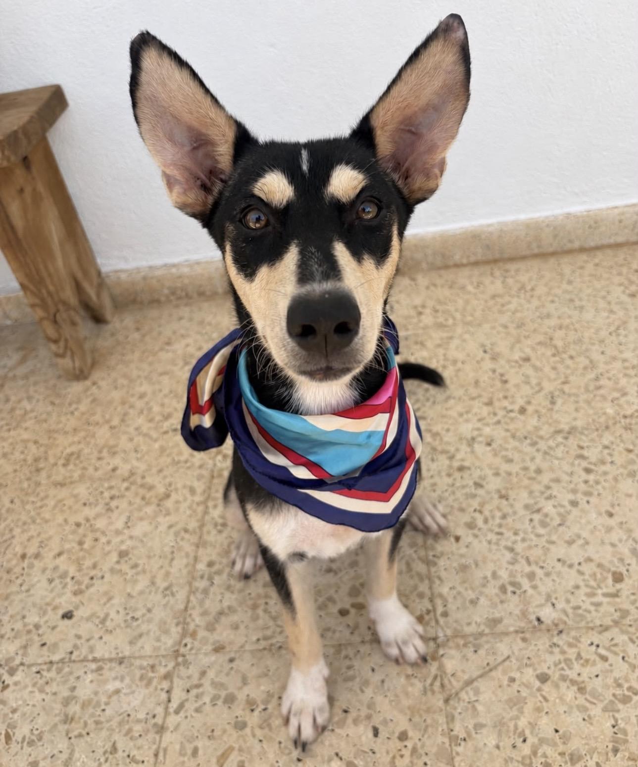 KODA - smart, calm & sweet, Adoptable, Puppy Female Husky & Shepherd.