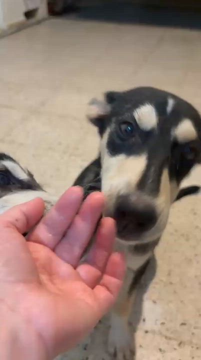 Enlarge KODA - smart, calm & sweet, a Adoptable mixed breed in Savannah, GA video 4/5