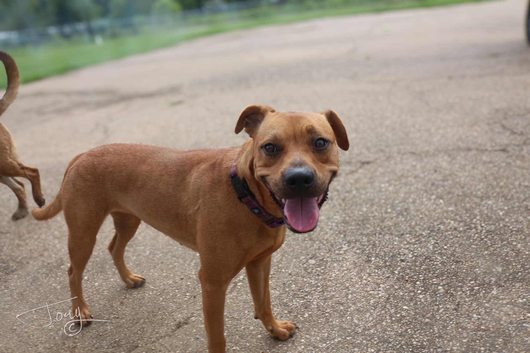 Enlarge Lois, a Adoptable mixed breed in Jackson, MS image 3/4