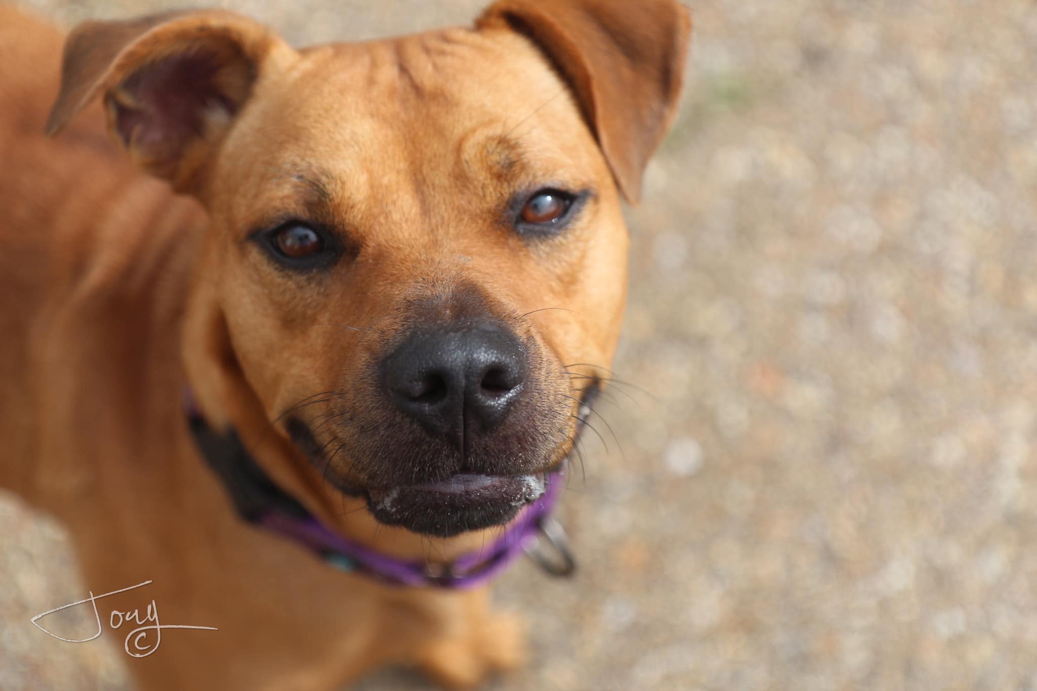 Enlarge Lois, a Adoptable mixed breed in Jackson, MS image 2/4