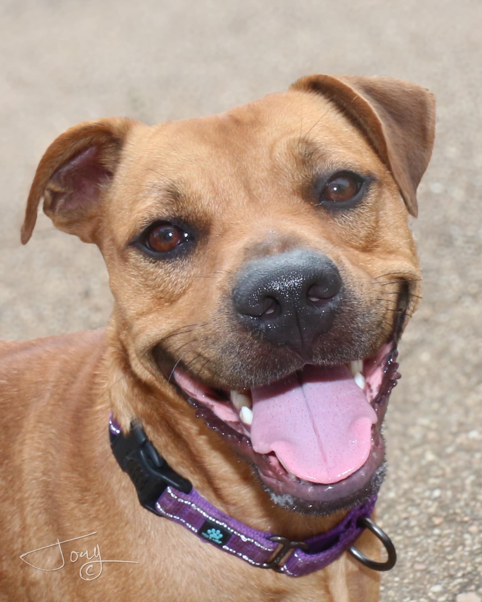 Lois, Adoptable, Adult Female Mixed Breed.