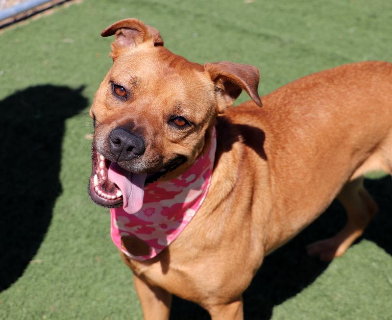 Enlarge Lois, a Adoptable mixed breed in Jackson, MS image 1/5