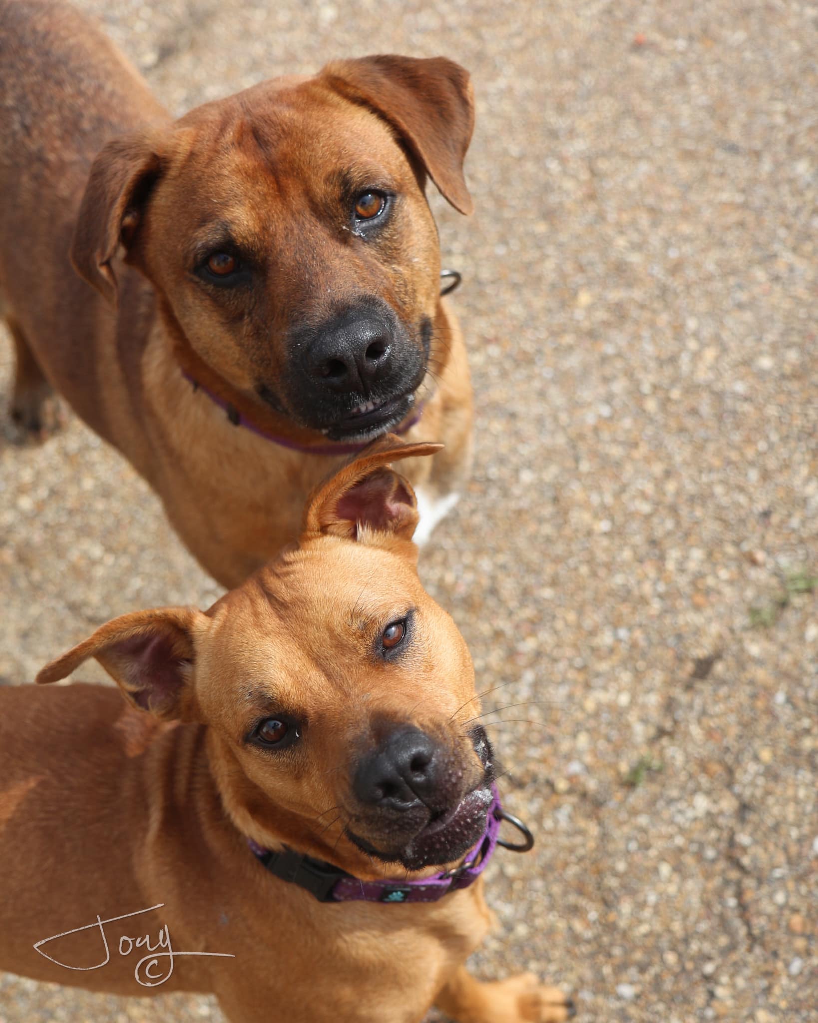 Enlarge Lois, a Adoptable mixed breed in Jackson, MS image 4/4