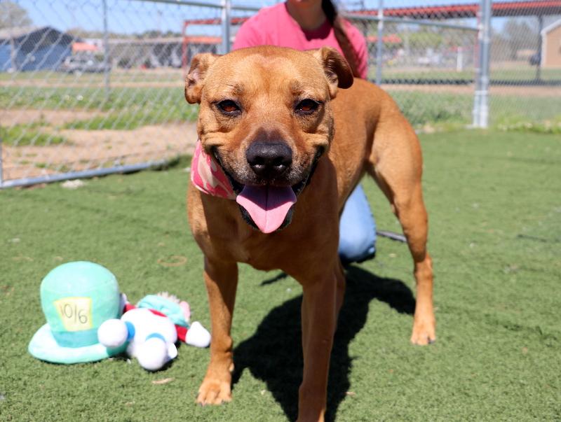 Enlarge Lois, a Adoptable mixed breed in Jackson, MS image 2/5
