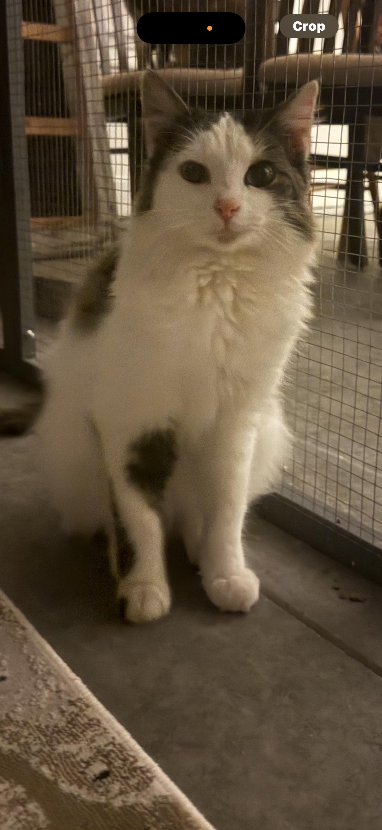 Enlarge Noelle, an adopted Domestic Long Hair in CANONSBURG, PA image 1/2