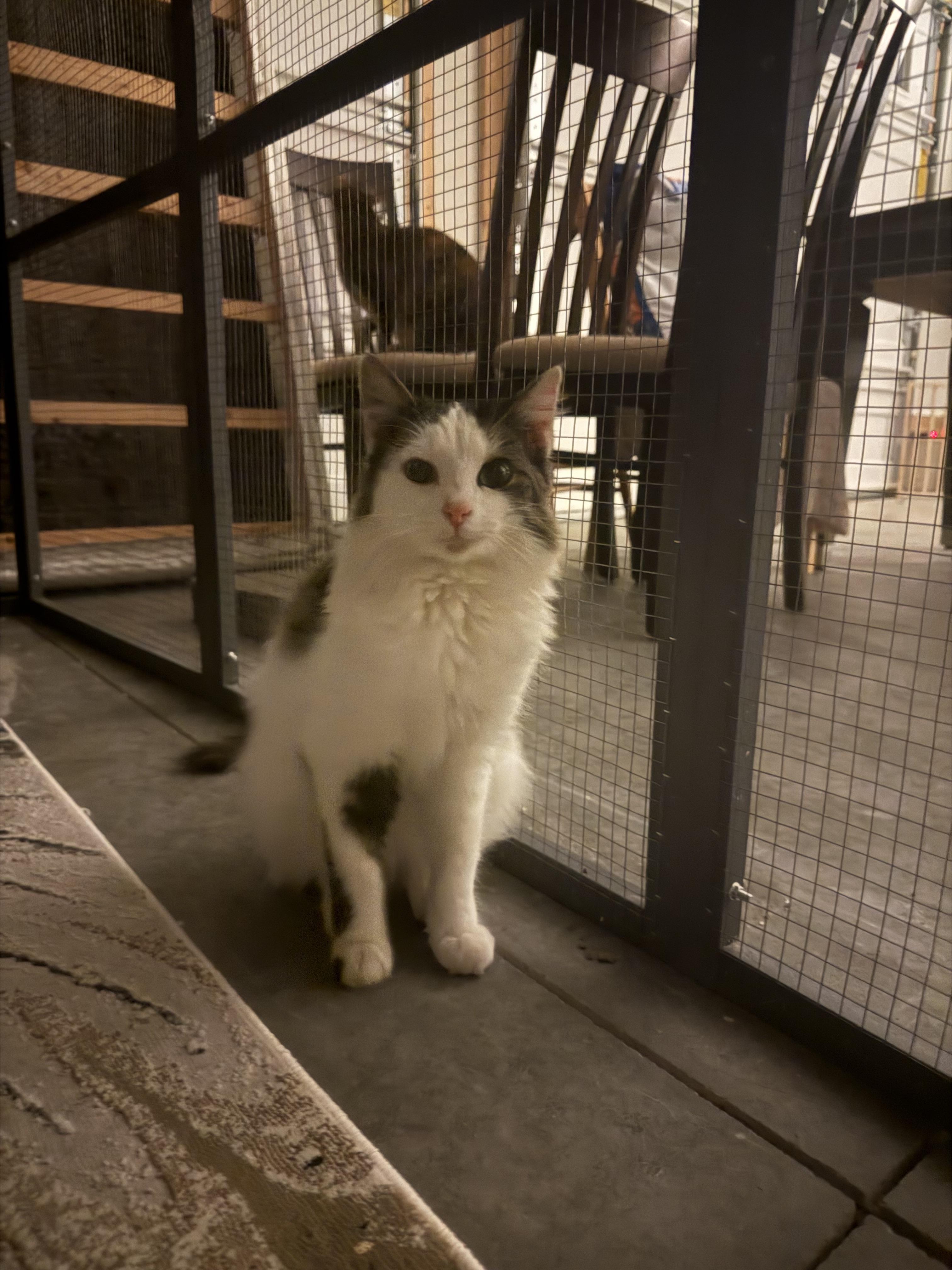 Enlarge Noelle, an adopted Domestic Long Hair in CANONSBURG, PA image 2/2