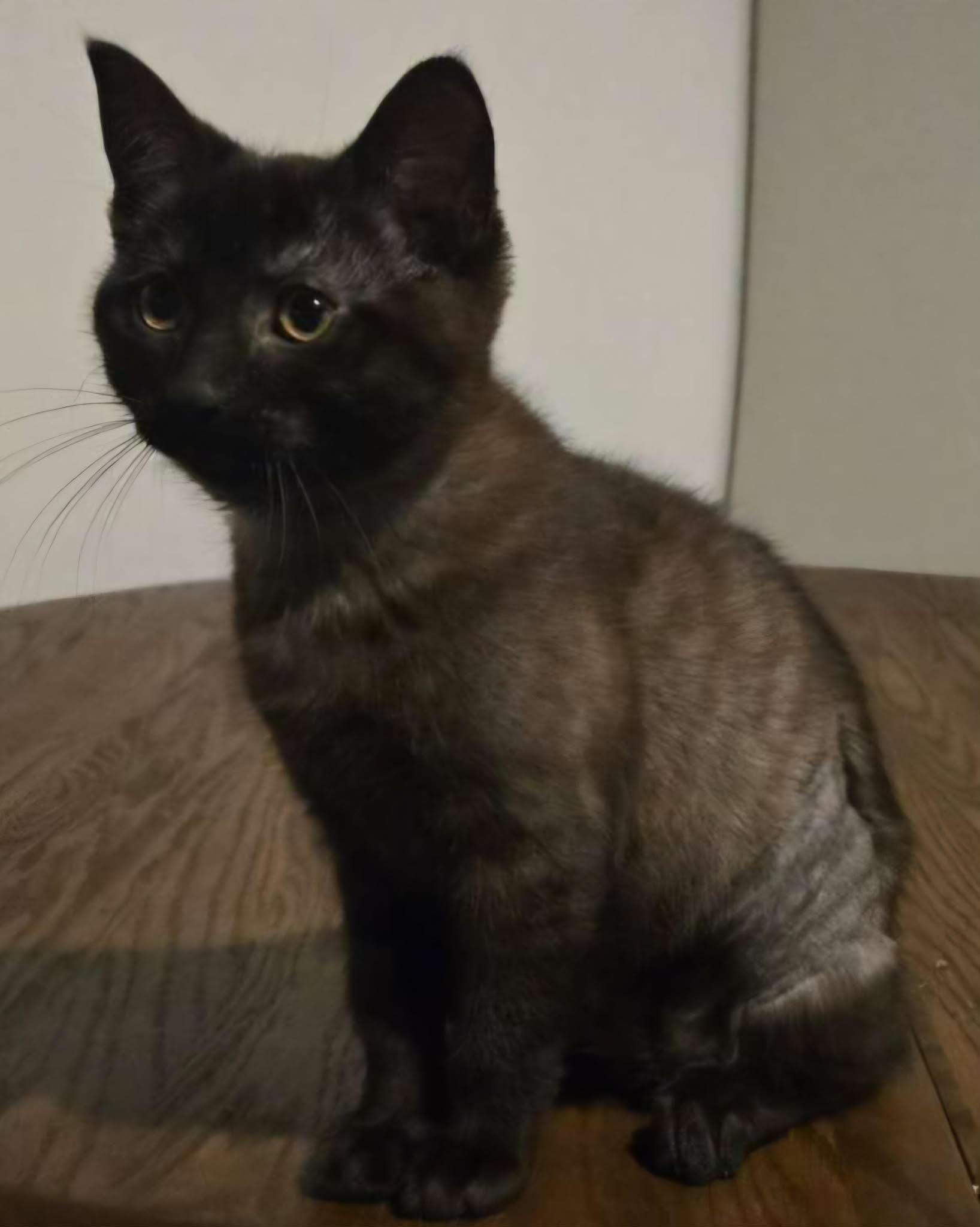 Nikita, ADOPTABLE, Young Female Domestic Short Hair.