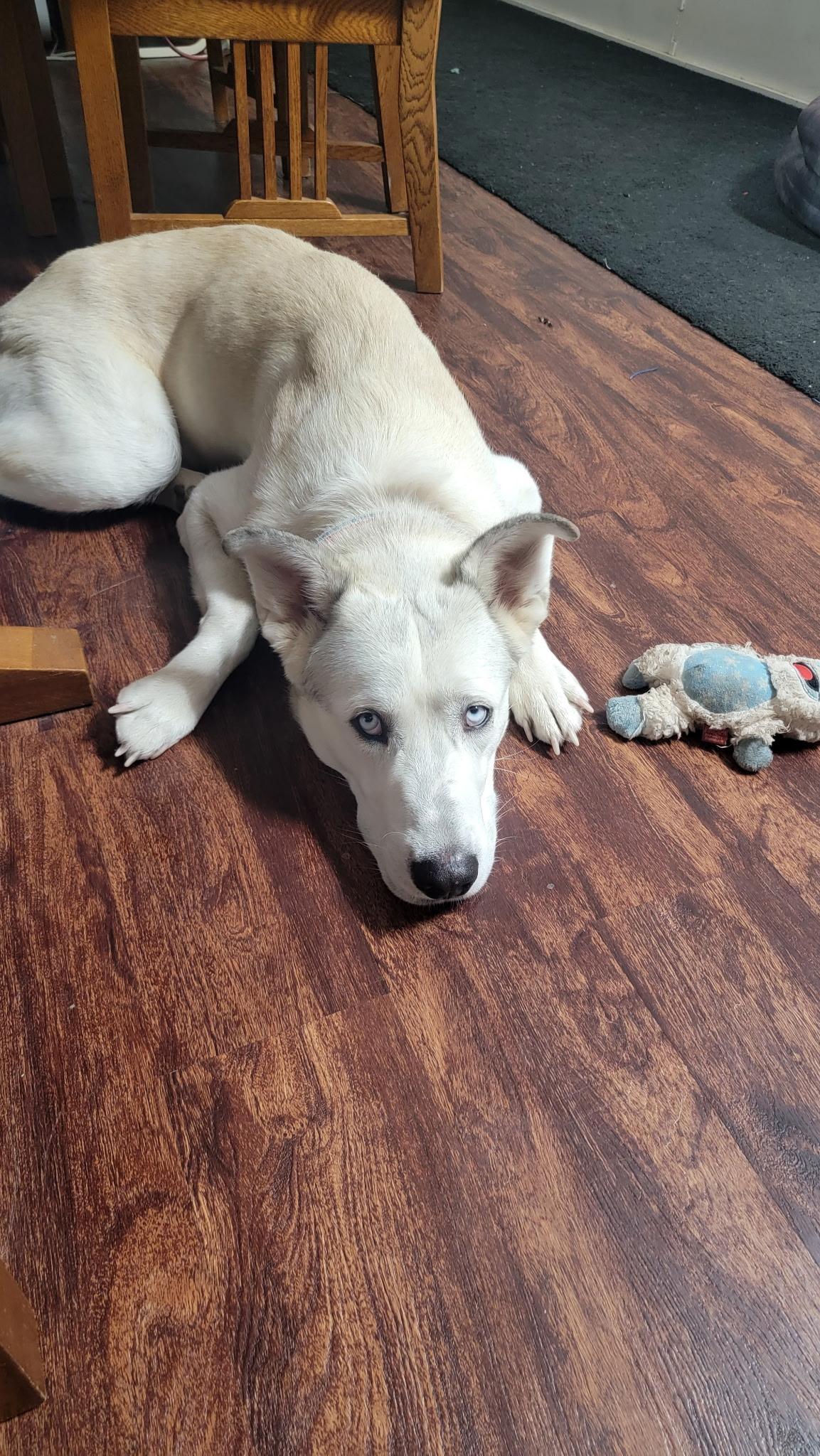 Diego, an adopted Husky in Austin, TX image 5/6