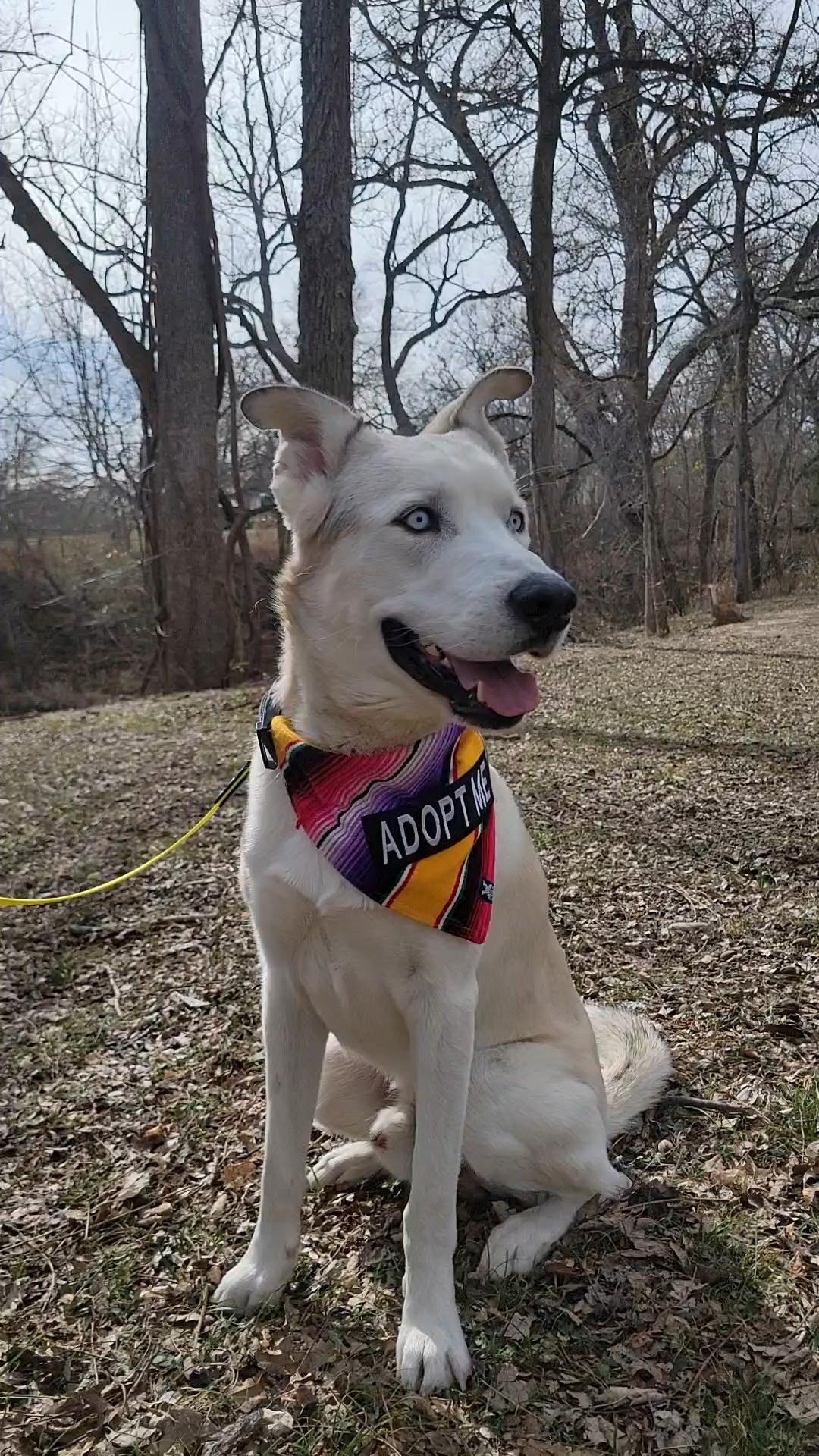Diego, an adopted Husky in Austin, TX image 2/6