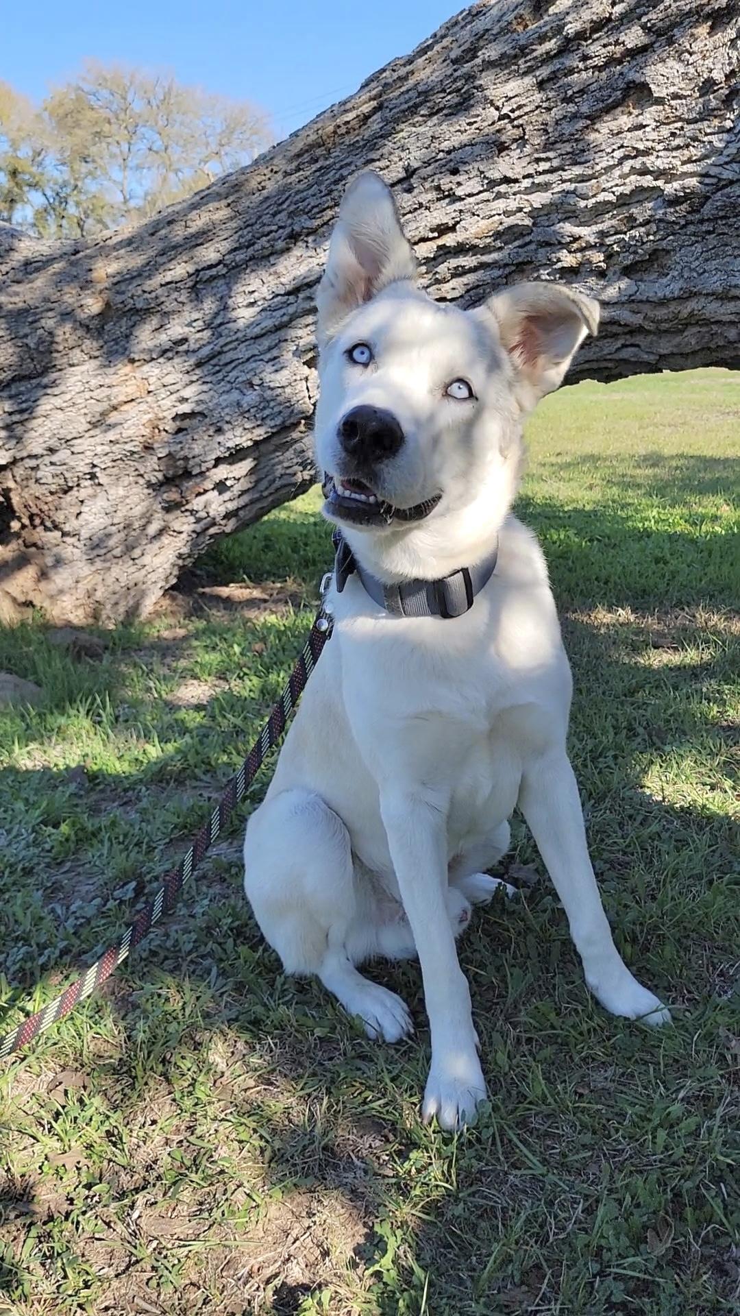 Diego, an adopted Husky in Austin, TX image 3/6