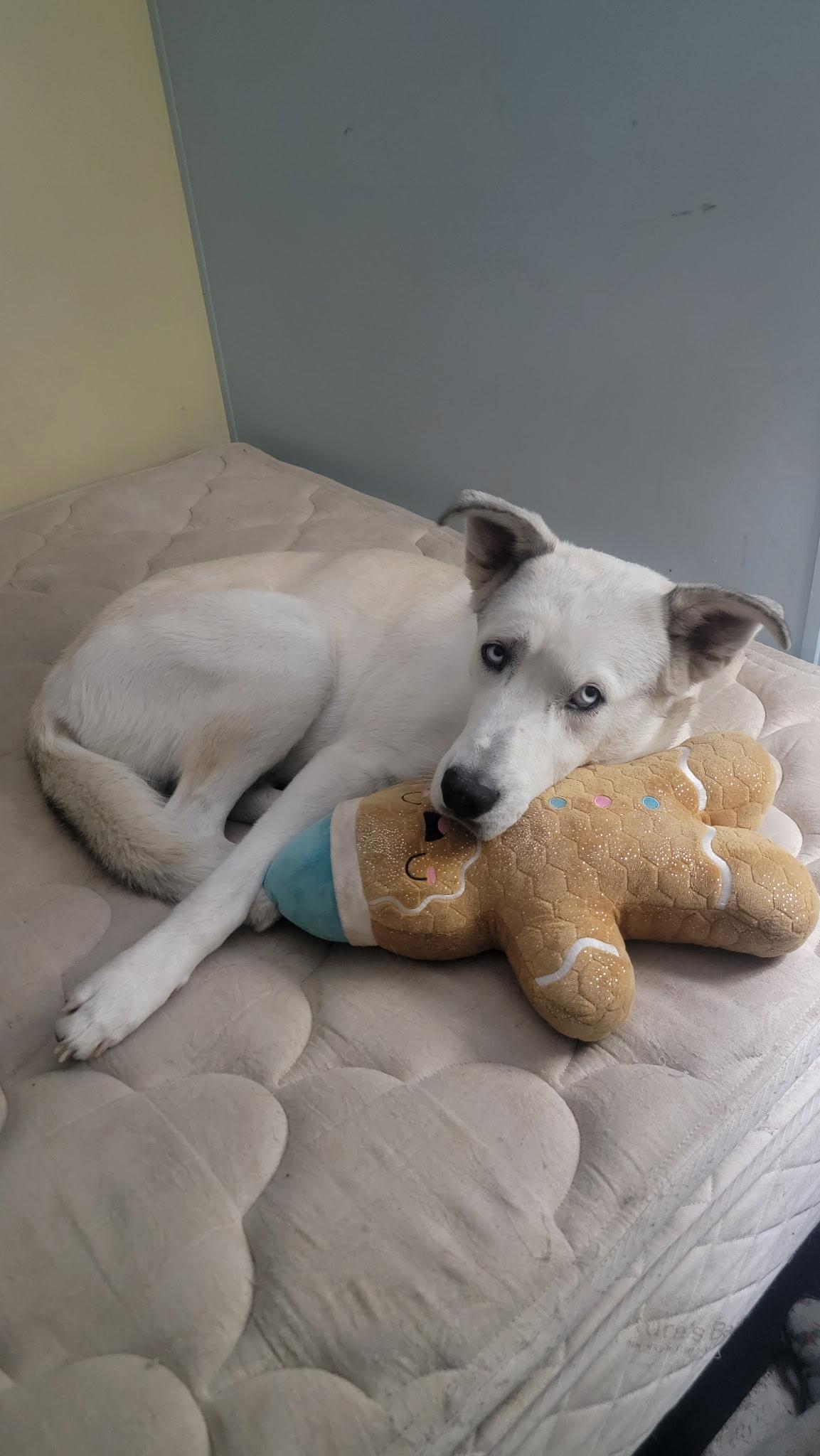 Diego, an adopted Husky in Austin, TX image 4/6