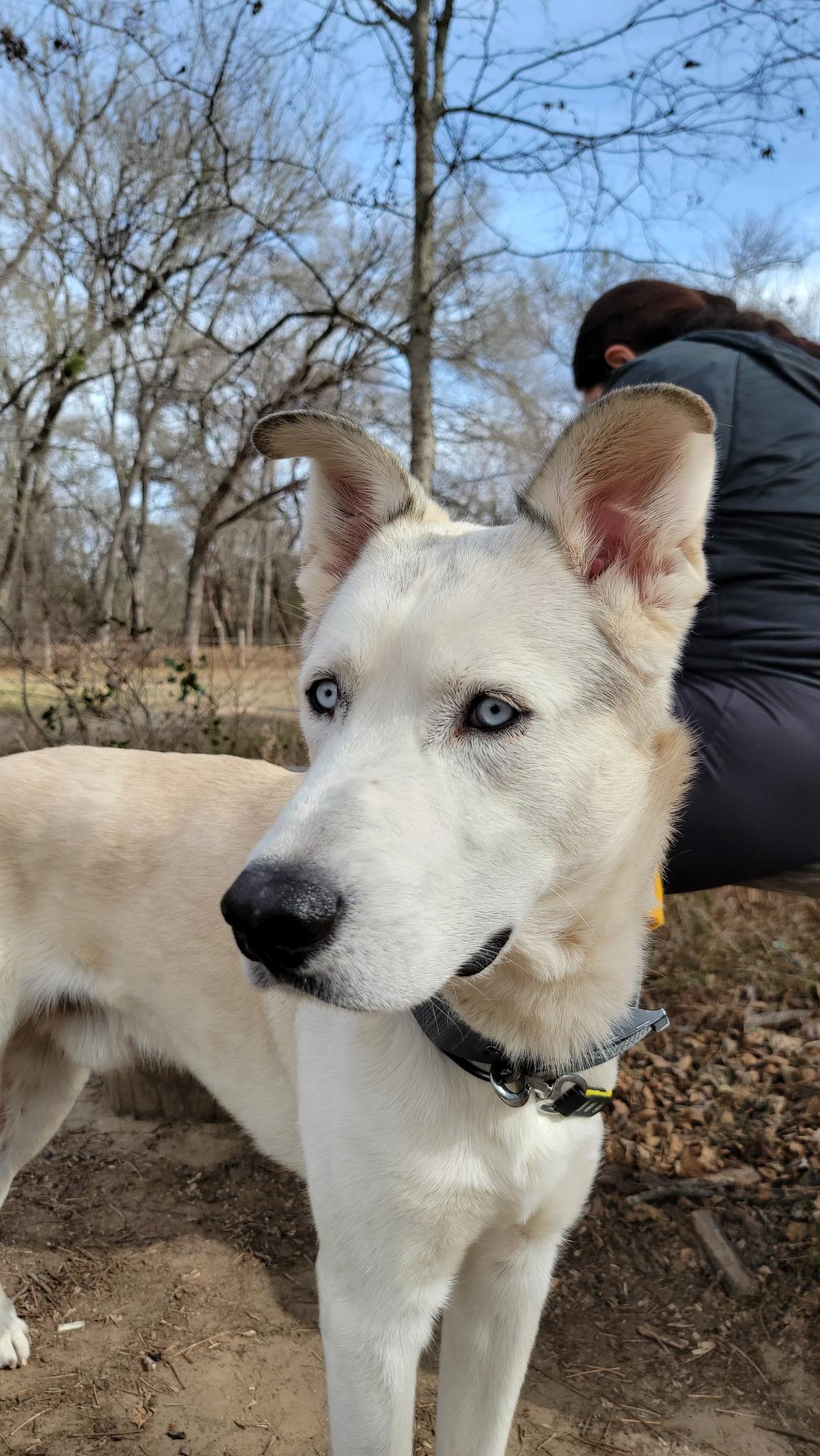 Diego, ADOPTABLE, Adult Male Husky.