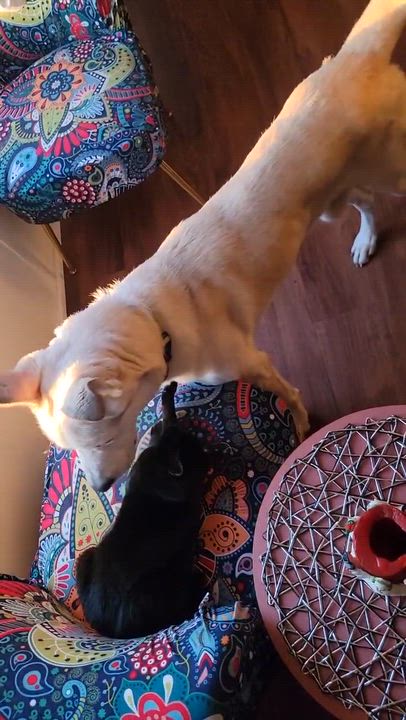 Enlarge Diego, an adopted Husky in Austin, TX video 6/6