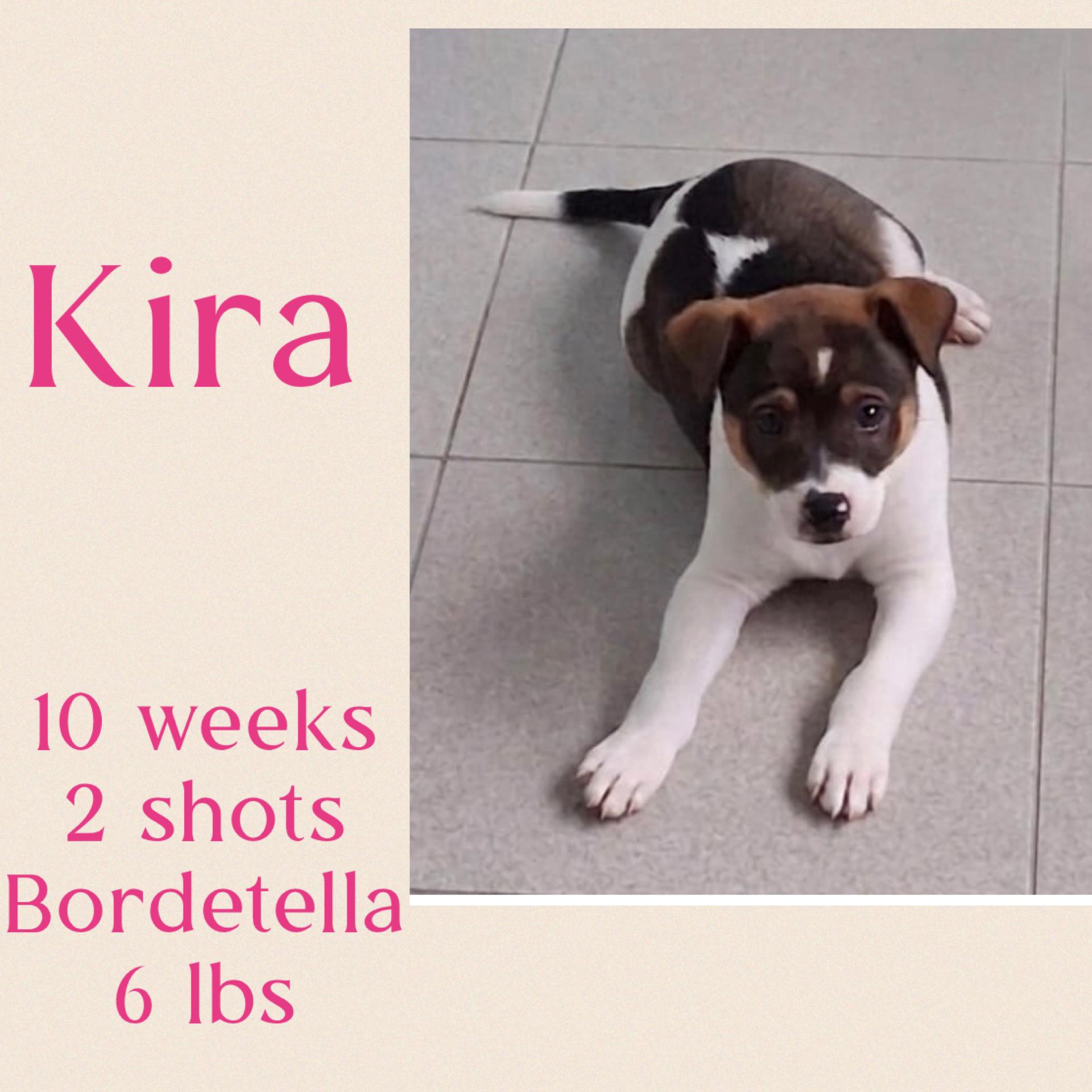 Kira, adopted, Young Female Jack Russell Terrier & Terrier.