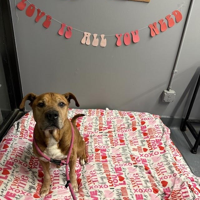 Oden "Odie" CM 2/18 — thumbnail 2