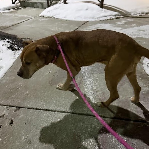 Oden "Odie" CM 2/18 — thumbnail 3