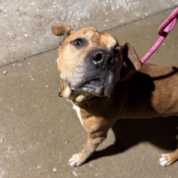 Oden "Odie" CM 2/18 — thumbnail 4