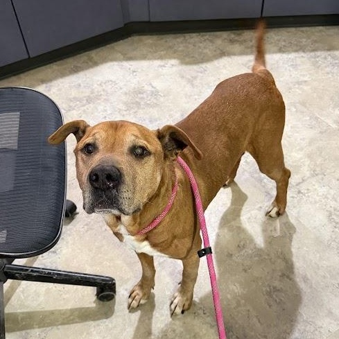 Oden "Odie" CM 2/18 — thumbnail 5