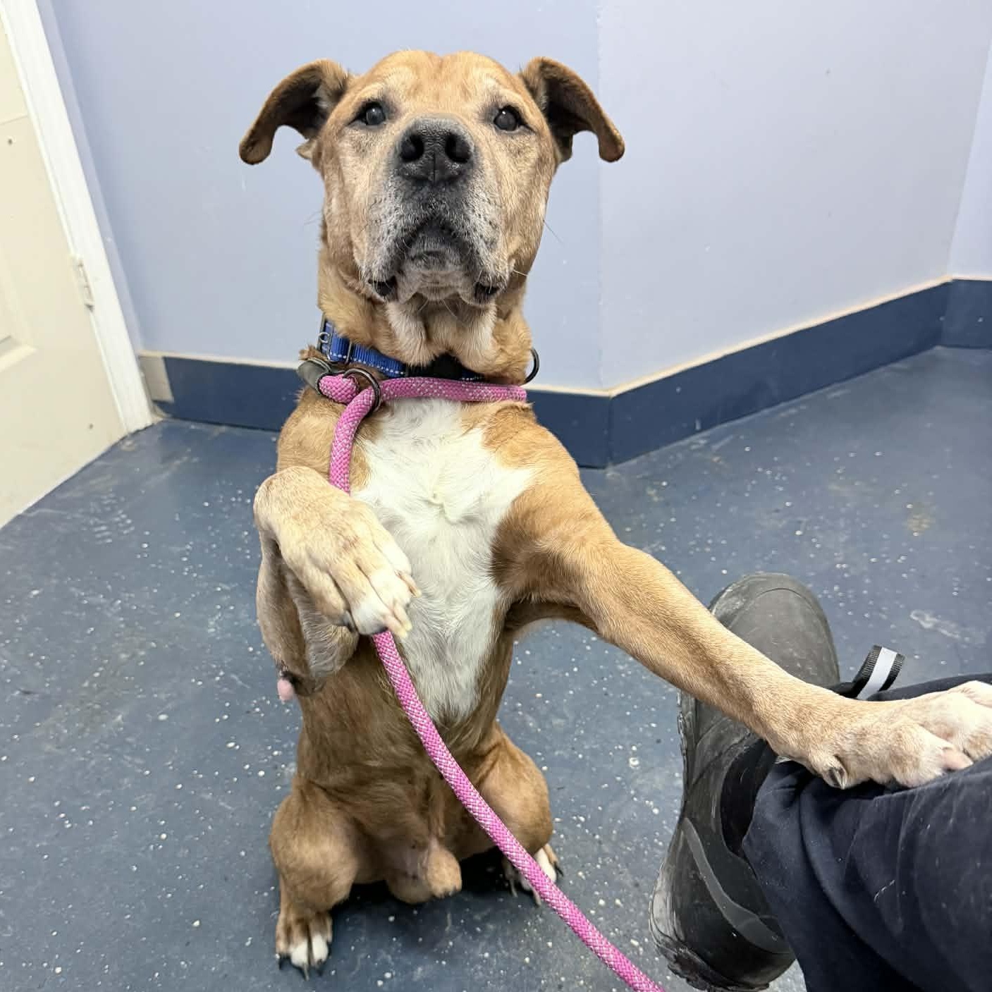 Oden "Odie" CM 2/18 — thumbnail 6